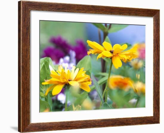 Cherokee Sunset Rudbeckia, Seattle, Washington, USA-Terry Eggers-Framed Photographic Print