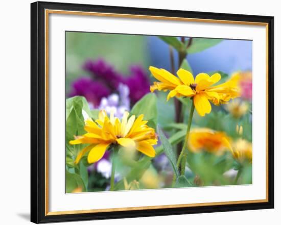 Cherokee Sunset Rudbeckia, Seattle, Washington, USA-Terry Eggers-Framed Photographic Print