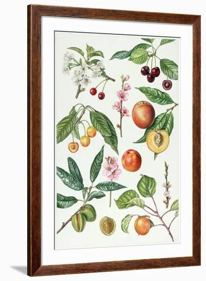 Cherries and Other Fruit-Bearing Trees-Elizabeth Rice-Framed Giclee Print