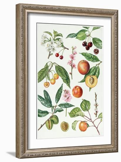 Cherries and Other Fruit-Bearing Trees-Elizabeth Rice-Framed Premium Giclee Print