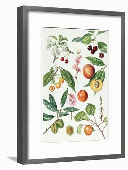 Cherries and Other Fruit-Bearing Trees-Elizabeth Rice-Framed Giclee Print