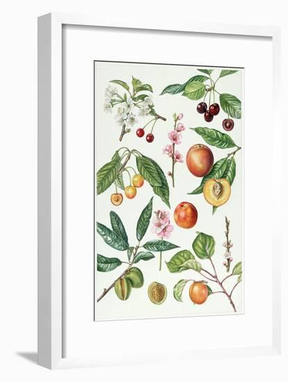 Cherries and Other Fruit-Bearing Trees-Elizabeth Rice-Framed Giclee Print