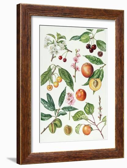 Cherries and Other Fruit-Bearing Trees-Elizabeth Rice-Framed Giclee Print