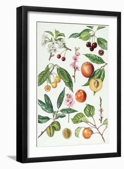 Cherries and Other Fruit-Bearing Trees-Elizabeth Rice-Framed Giclee Print