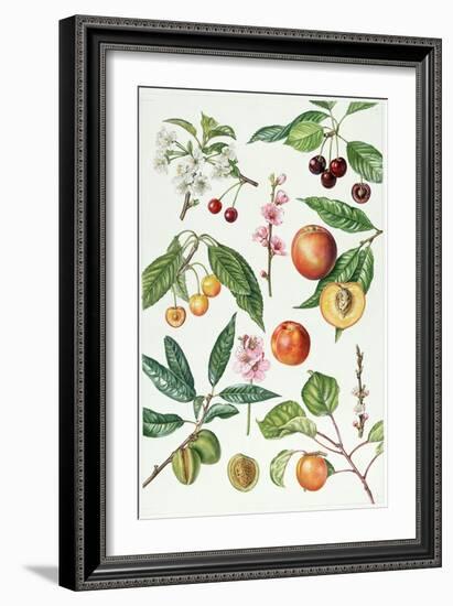 Cherries and Other Fruit-Bearing Trees-Elizabeth Rice-Framed Giclee Print