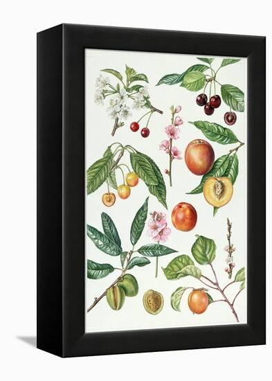 Cherries and Other Fruit-Bearing Trees-Elizabeth Rice-Framed Premier Image Canvas