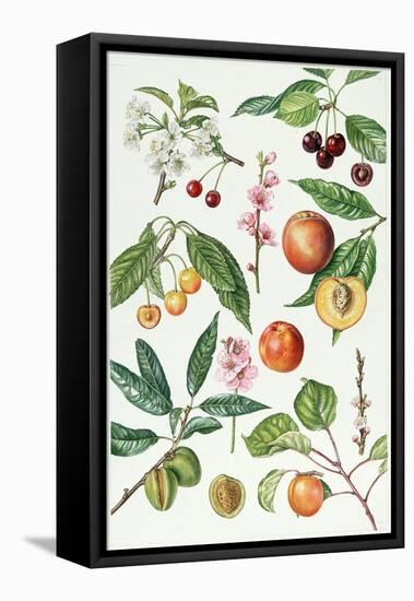 Cherries and Other Fruit-Bearing Trees-Elizabeth Rice-Framed Premier Image Canvas