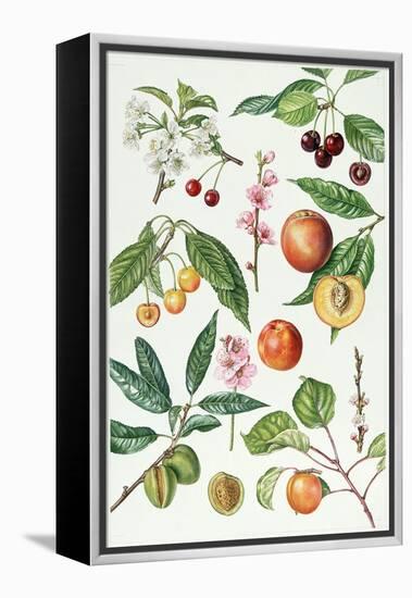 Cherries and Other Fruit-Bearing Trees-Elizabeth Rice-Framed Premier Image Canvas