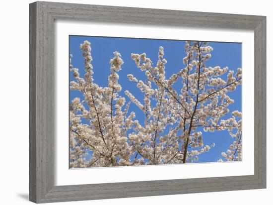 Cherries in Bloom II-Kathy Mahan-Framed Photographic Print