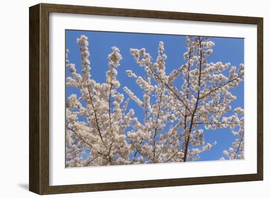 Cherries in Bloom II-Kathy Mahan-Framed Photographic Print