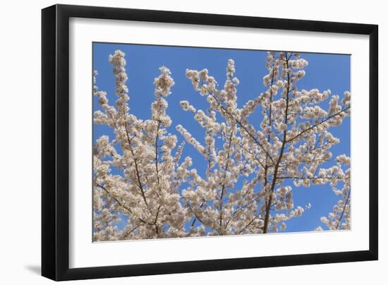 Cherries in Bloom II-Kathy Mahan-Framed Photographic Print