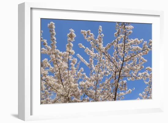 Cherries in Bloom II-Kathy Mahan-Framed Photographic Print