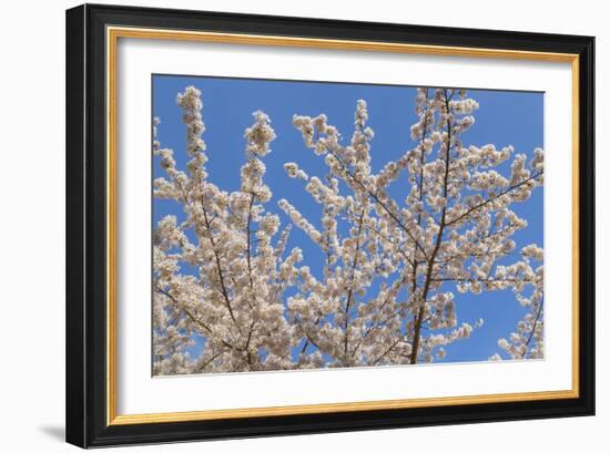 Cherries in Bloom II-Kathy Mahan-Framed Photographic Print