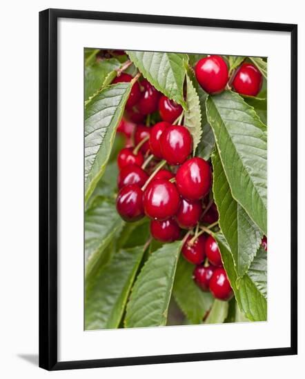 Cherries, Norway-Arctic-Images-Framed Photographic Print