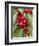 Cherries, Norway-Arctic-Images-Framed Photographic Print