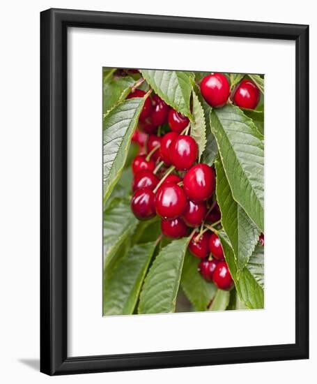 Cherries, Norway-Arctic-Images-Framed Photographic Print