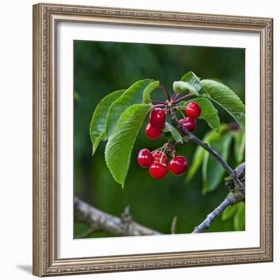 Cherries, Norway-Arctic-Images-Framed Photographic Print