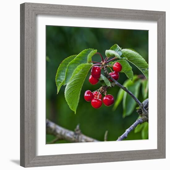 Cherries, Norway-Arctic-Images-Framed Photographic Print