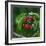 Cherries, Norway-Arctic-Images-Framed Photographic Print