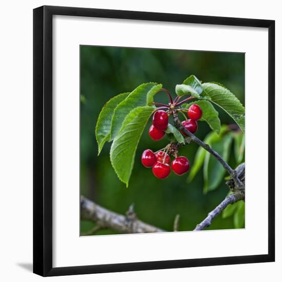 Cherries, Norway-Arctic-Images-Framed Photographic Print