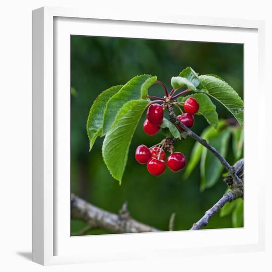 Cherries, Norway-Arctic-Images-Framed Photographic Print