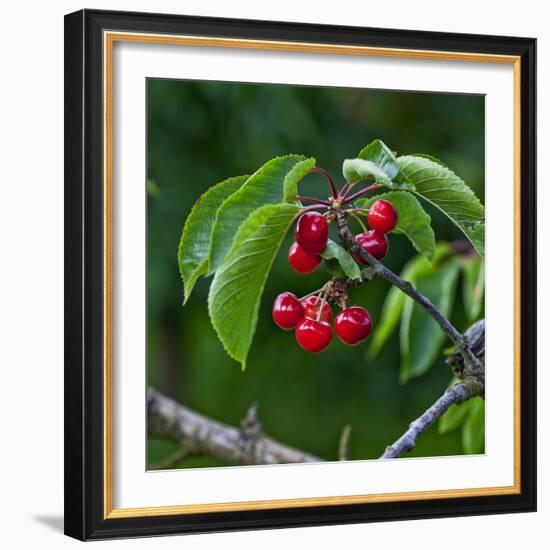 Cherries, Norway-Arctic-Images-Framed Photographic Print