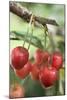 Cherries on Branch-Eising Studio - Food Photo and Video-Mounted Photographic Print