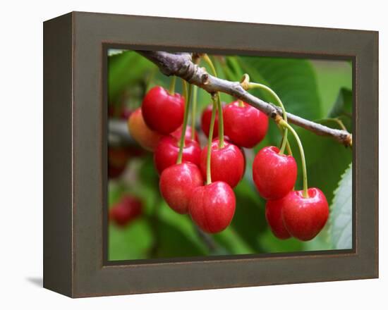 Cherries, Orchard near Cromwell, Central Otago, South Island, New Zealand-David Wall-Framed Premier Image Canvas