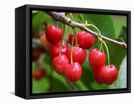 Cherries, Orchard near Cromwell, Central Otago, South Island, New Zealand-David Wall-Framed Premier Image Canvas