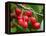 Cherries, Orchard near Cromwell, Central Otago, South Island, New Zealand-David Wall-Framed Premier Image Canvas