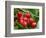 Cherries, Orchard near Cromwell, Central Otago, South Island, New Zealand-David Wall-Framed Photographic Print