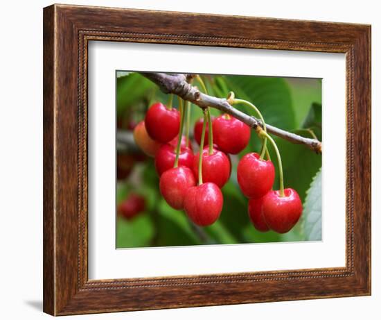 Cherries, Orchard near Cromwell, Central Otago, South Island, New Zealand-David Wall-Framed Photographic Print