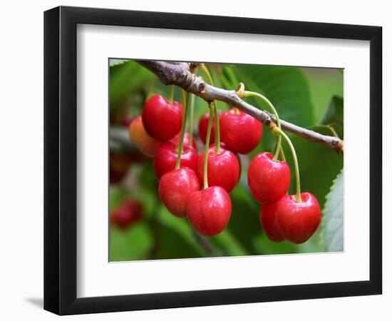 Cherries, Orchard near Cromwell, Central Otago, South Island, New Zealand-David Wall-Framed Photographic Print