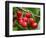Cherries, Orchard near Cromwell, Central Otago, South Island, New Zealand-David Wall-Framed Photographic Print