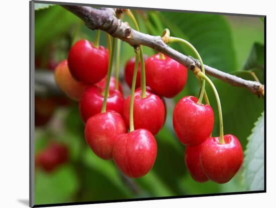 Cherries, Orchard near Cromwell, Central Otago, South Island, New Zealand-David Wall-Mounted Photographic Print