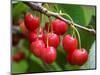Cherries, Orchard near Cromwell, Central Otago, South Island, New Zealand-David Wall-Mounted Photographic Print