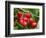 Cherries, Orchard near Cromwell, Central Otago, South Island, New Zealand-David Wall-Framed Photographic Print