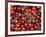 Cherries, Ripponvale, near Cromwell, Central Otago, South Island, New Zealand-David Wall-Framed Photographic Print