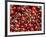 Cherries, Ripponvale, near Cromwell, Central Otago, South Island, New Zealand-David Wall-Framed Photographic Print