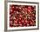 Cherries, Ripponvale, near Cromwell, Central Otago, South Island, New Zealand-David Wall-Framed Photographic Print