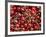 Cherries, Ripponvale, near Cromwell, Central Otago, South Island, New Zealand-David Wall-Framed Photographic Print