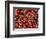 Cherries, Ripponvale, near Cromwell, Central Otago, South Island, New Zealand-David Wall-Framed Photographic Print