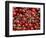 Cherries, Ripponvale, near Cromwell, Central Otago, South Island, New Zealand-David Wall-Framed Photographic Print