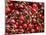 Cherries, Ripponvale, near Cromwell, Central Otago, South Island, New Zealand-David Wall-Mounted Photographic Print