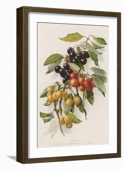 Cherries-null-Framed Giclee Print