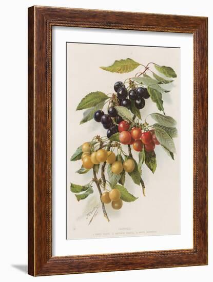 Cherries-null-Framed Giclee Print