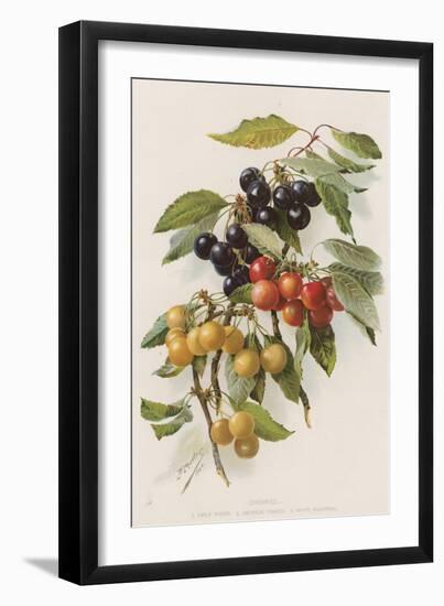 Cherries-null-Framed Giclee Print