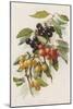 Cherries-null-Mounted Giclee Print