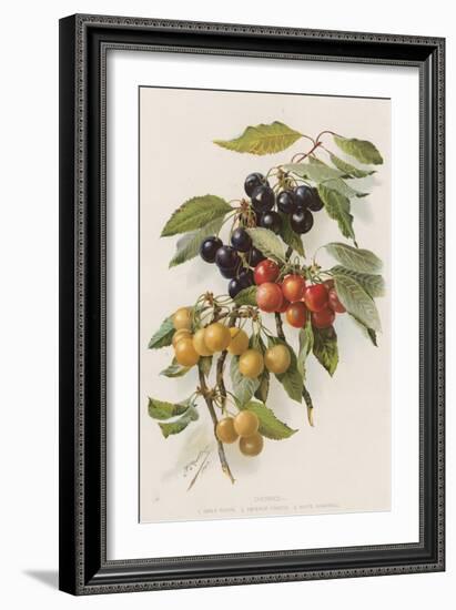 Cherries-null-Framed Giclee Print