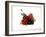 Cherry and Fresh Berries-Klaus Stemmler-Framed Photographic Print